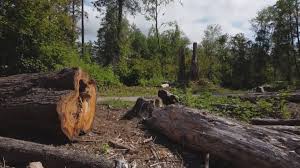 Best Tree Cabling and Bracing  in Boise, ID