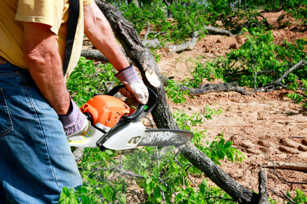 Boise, ID Tree Services Company
